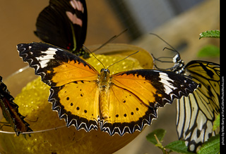 Butterfly Pavillion