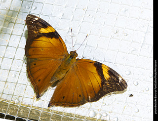 Butterfly Pavillion