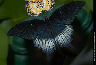 Butterfly Pavillion