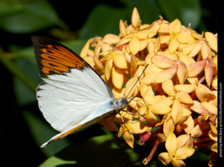 Butterfly Pavillion