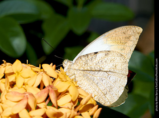 Butterfly Pavillion