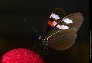 Butterfly Pavillion