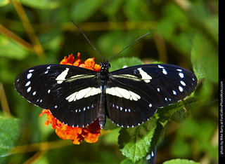 Butterfly Pavillion