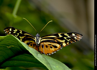 Butterfly Pavillion