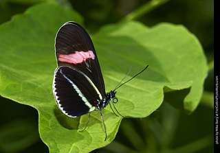 Butterfly Pavillion
