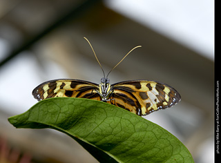 Butterfly Pavillion