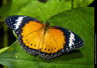 Butterfly Pavillion