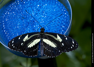 Butterfly Pavillion