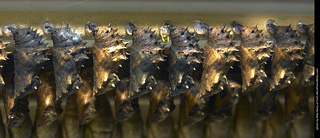 Butterfly Pavillion