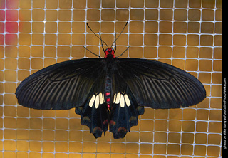 Butterfly Pavillion