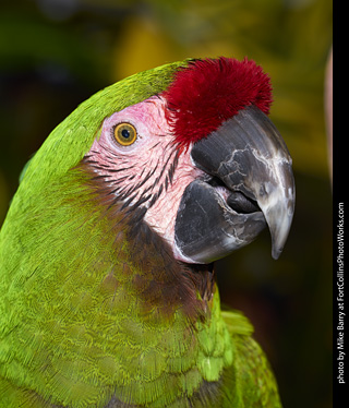 Bath Bird Day 2020-02-01