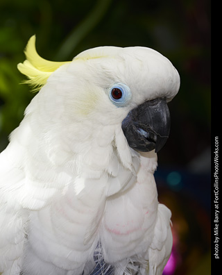 Sulphur Crested Cockatoo