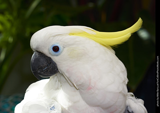 Sulphur Crested Cockatoo