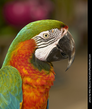Harlequin Macaw
