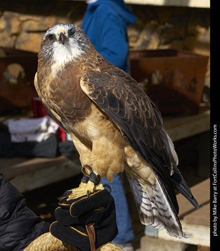 Swainson's Hawk