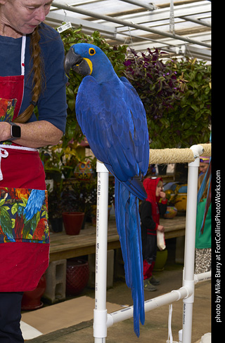 Hyacinth Macaw