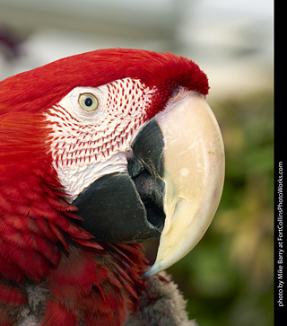 Green-Winged Macaw