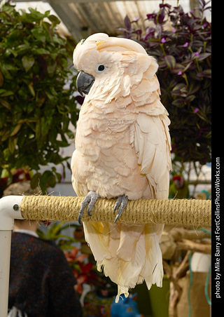Moluccan Cockatoo