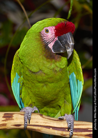 Military Macaw