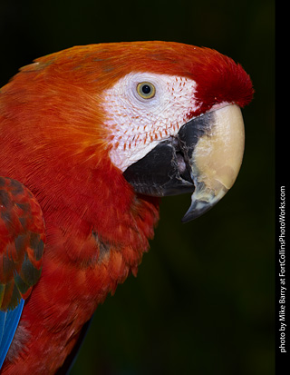 Camelot Macaw