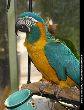 Blue Throated Macaw