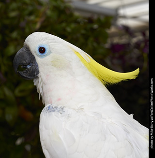 Sulphur Crested Cockatoo
