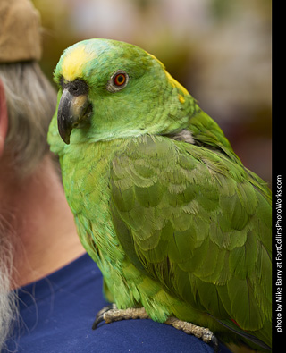 Yellow Naped Amazon Parrot