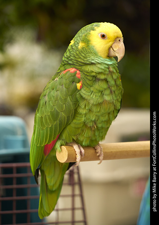 Yellow Headed Amazon Parrot