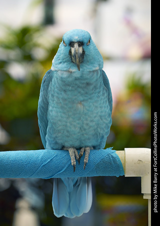 Yellow Naped Amazon Parrot (mutant)