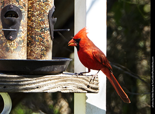 Male Cardinal