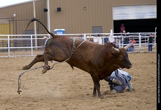 Never Summer Rodeo - Bull Riding