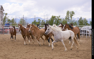 Never Summer Rodeo - Running the Horses