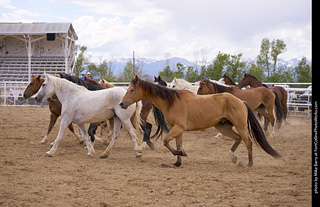 Never Summer Rodeo - Running the Horses