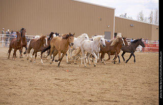 Never Summer Rodeo - Running the Horses