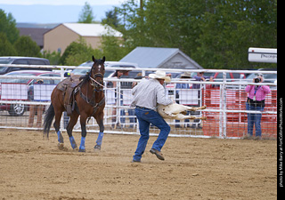 Never Summer Rodeo - Tie Down Roping