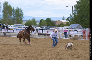 Never Summer Rodeo - Tie Down Roping
