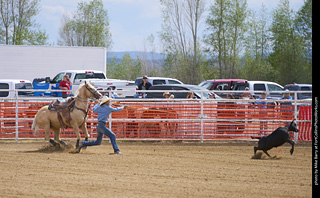 Never Summer Rodeo - Tie Down Roping
