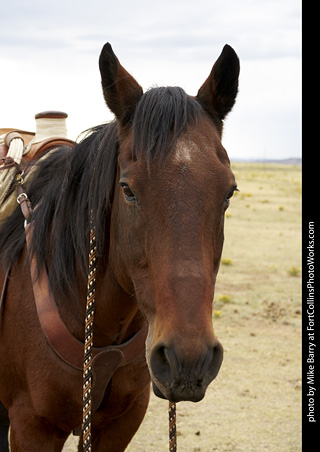 Diggs Cowboy Shoot