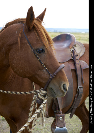 Diggs Cowboy Shoot