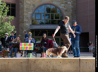 Tour de Corgi - Costume Contest