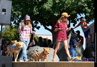 Tour de Corgi - Costume Contest