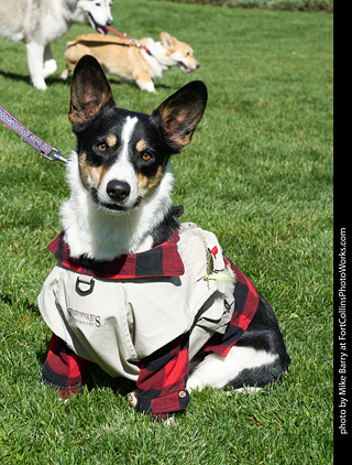 Tour de Corgi - meet up