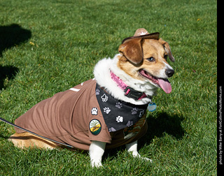 Tour de Corgi - meet up