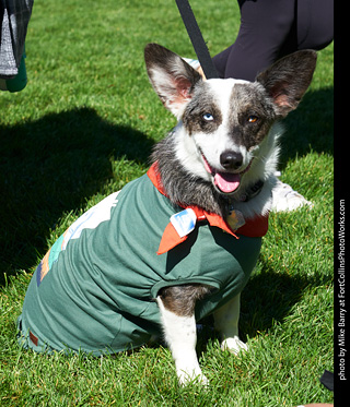 Tour de Corgi - meet up