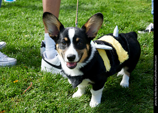Tour de Corgi - meet up