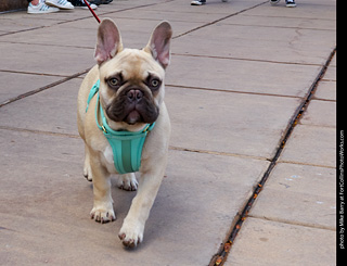 Tour de Corgi - Parade