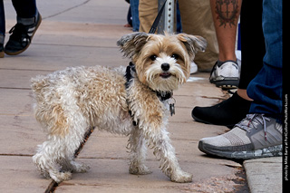 Tour de Corgi - Parade