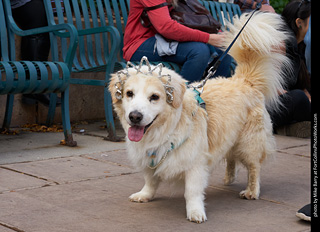 Tour de Corgi - Parade