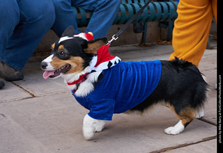 Tour de Corgi - Parade