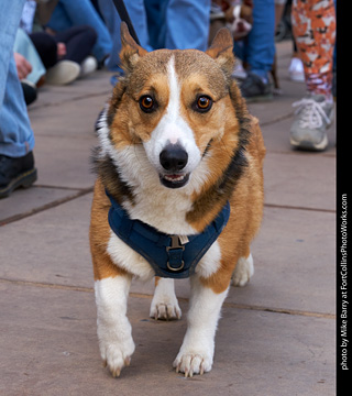 Tour de Corgi - Parade